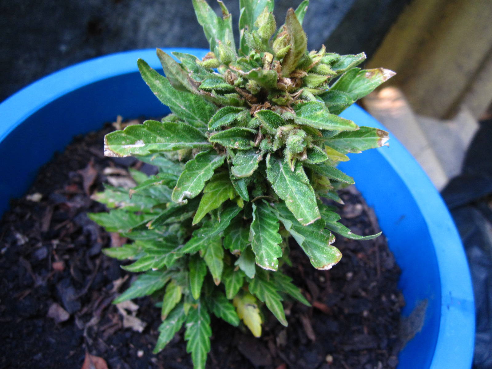 Post your bonsai cannabis plant :) - The Ethnobotanical 