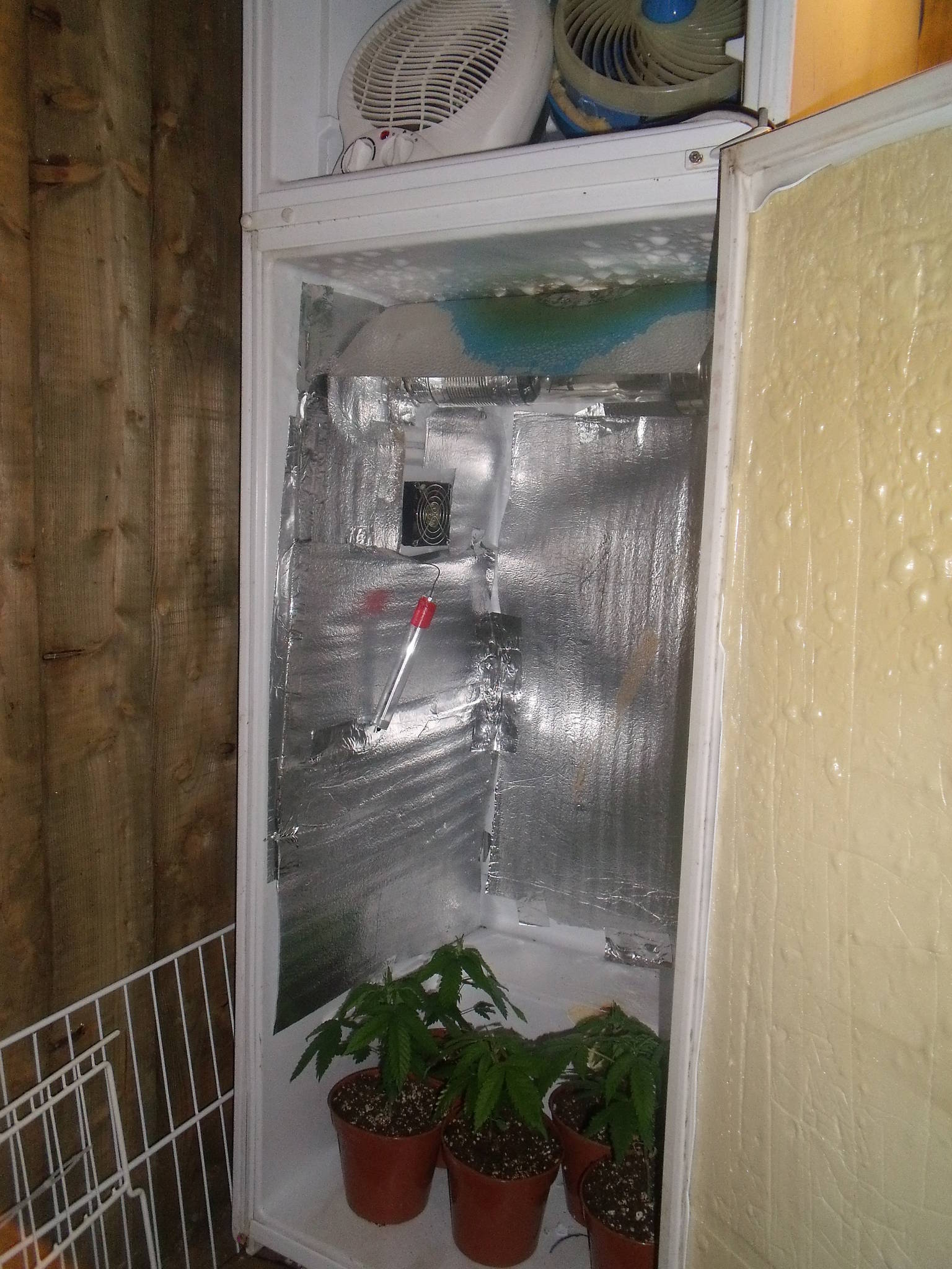 VictorVonDoom s 1st Grow - Converted Mini Fridge - IndoorSoil