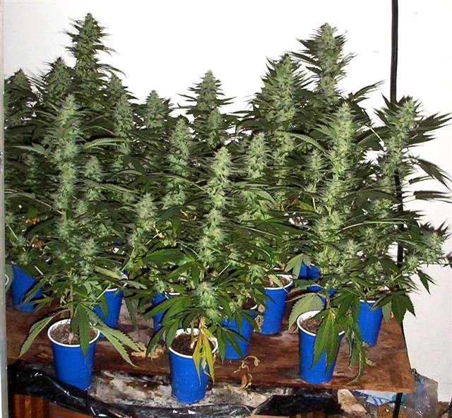 SoG Questions Cannabis Cultivation Growery Message Board