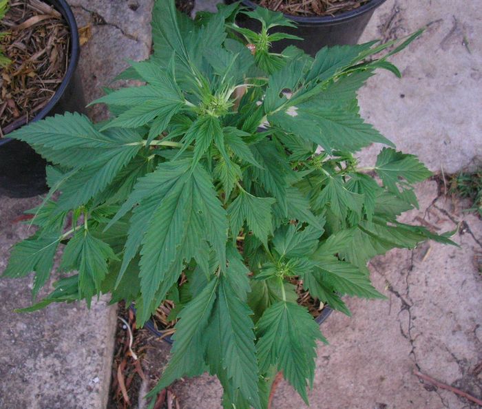3-bladed leaf? - Cannabis Cultivation - Growery Message Board