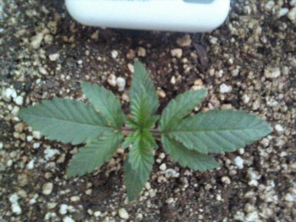 Can A Seedling Get Too Much Light Cannabis Cultivation Growery Message Board 8346