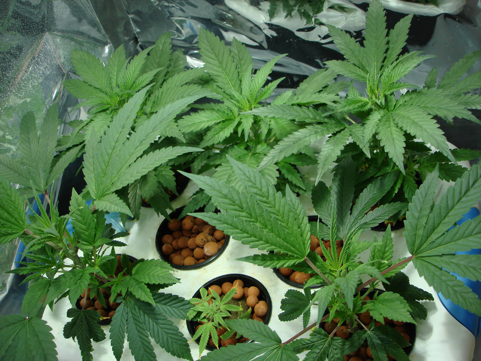 They look so good I had to put them up. - Cannabis Pictures - Growery ...
