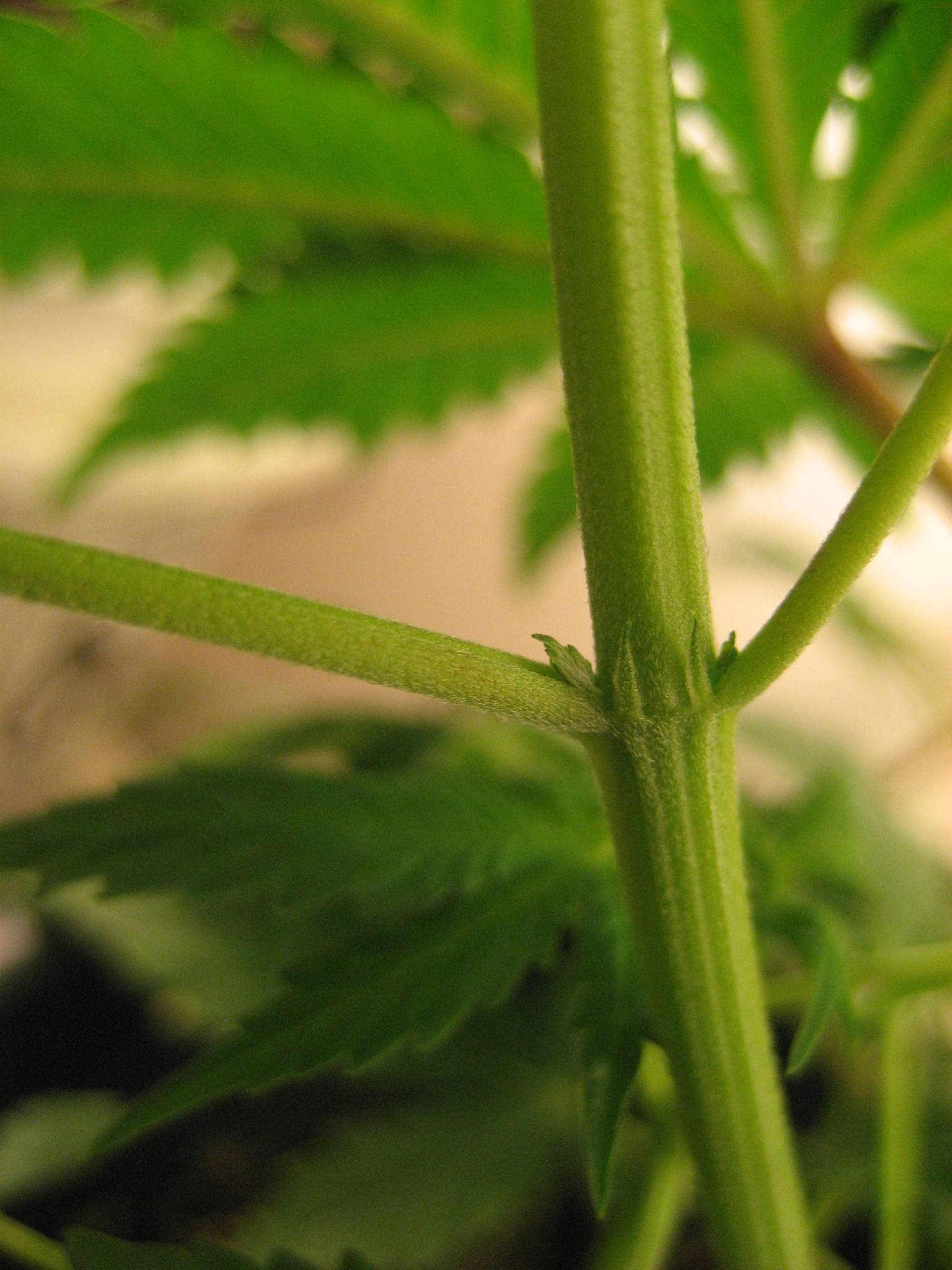 Male Or Female UPDATE 4 15 09 MALE Cannabis Cultivation 