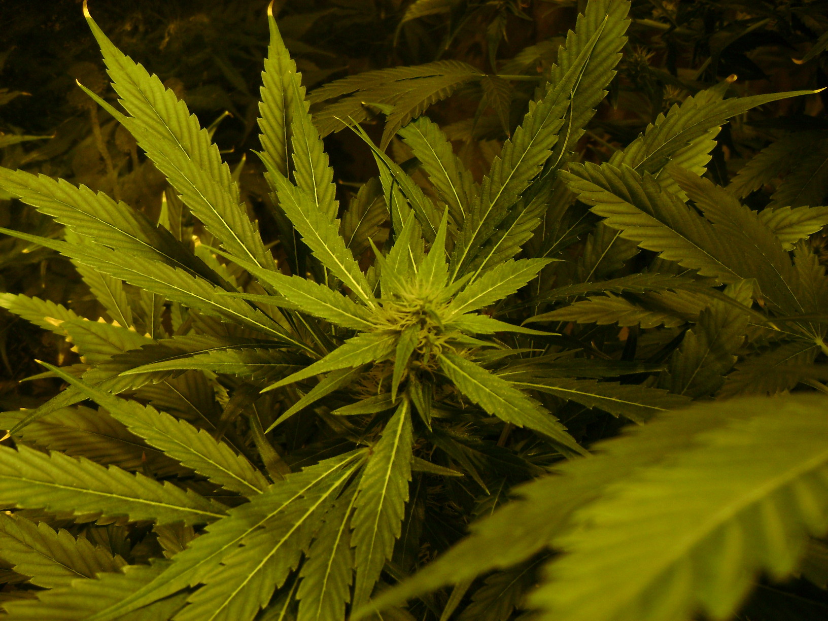 pics of previous harvest - Cannabis Pictures - Growery Message Board