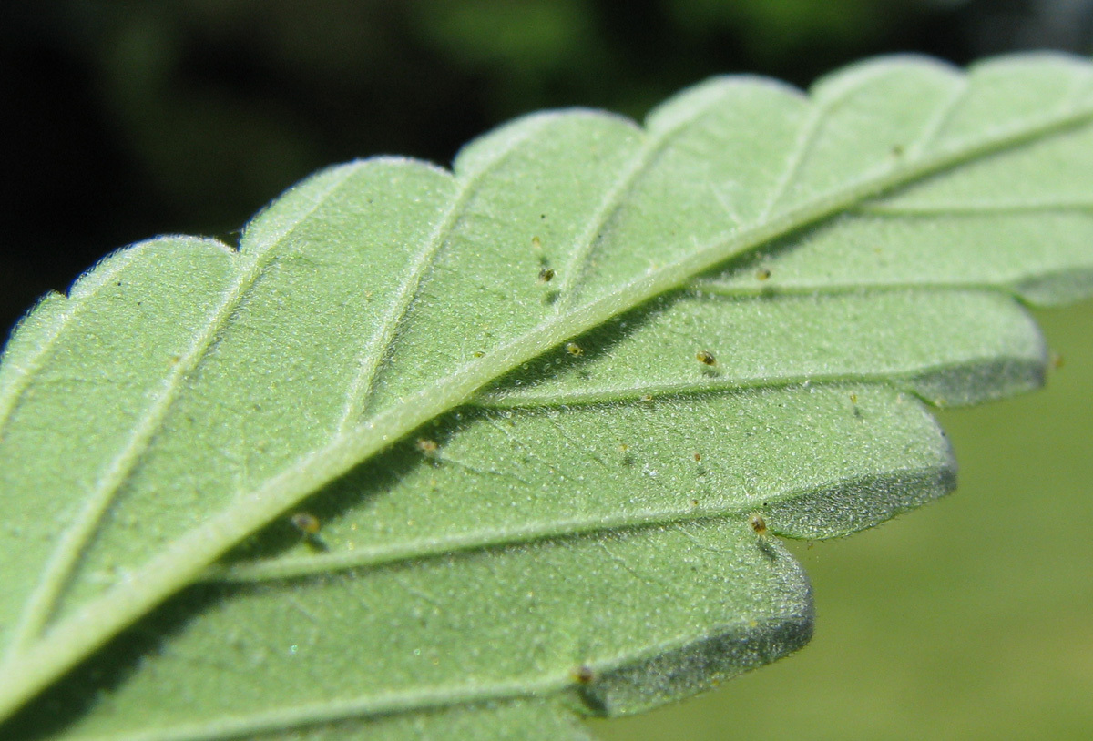 Growery How To Kill Spider Mites Get Rid Of Spider