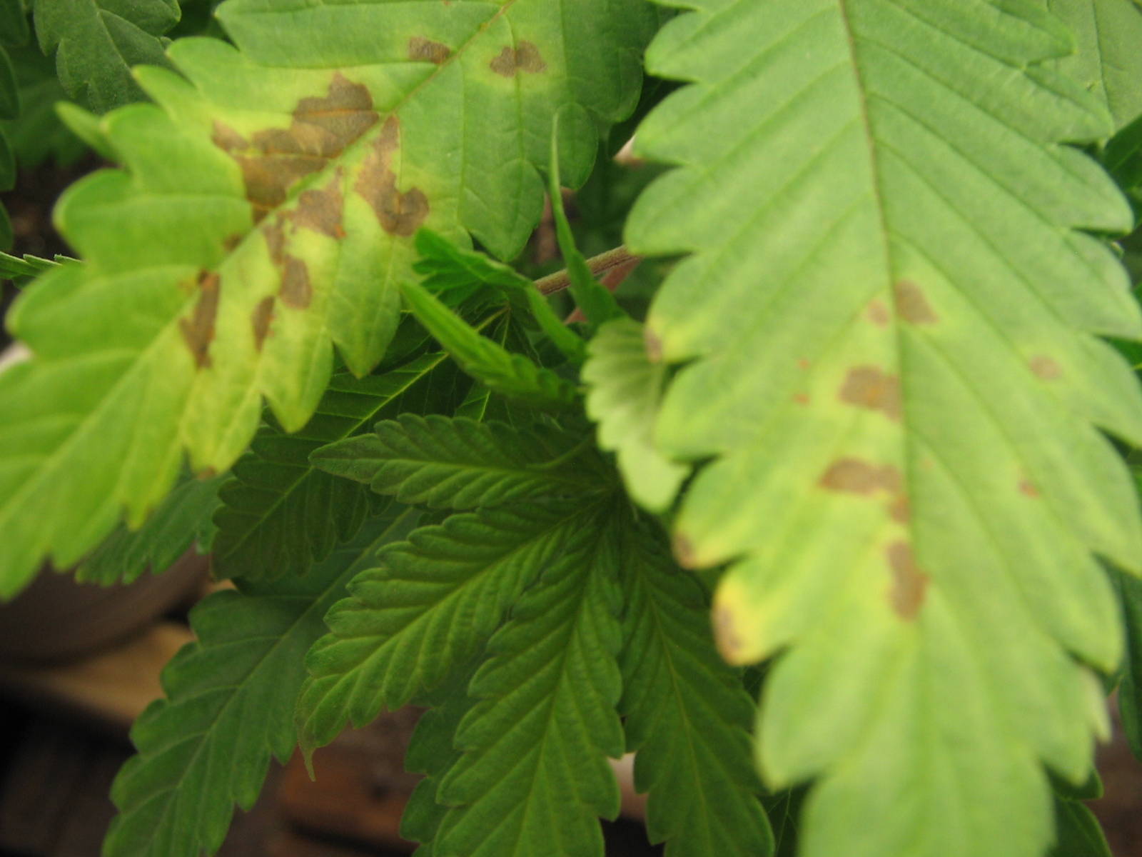 Brown Spots Can t Figure It Out Pics Cannabis Cultivation 