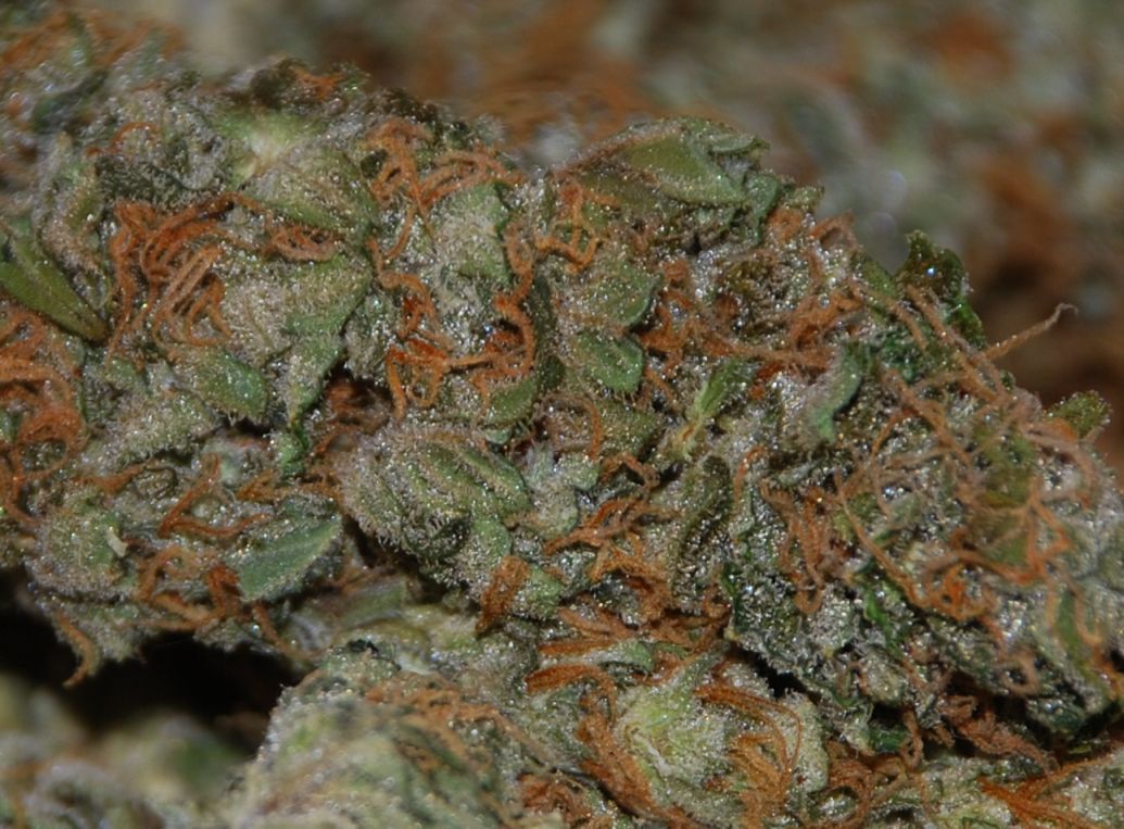 yum yum Cannabis Pictures Growery Message Board