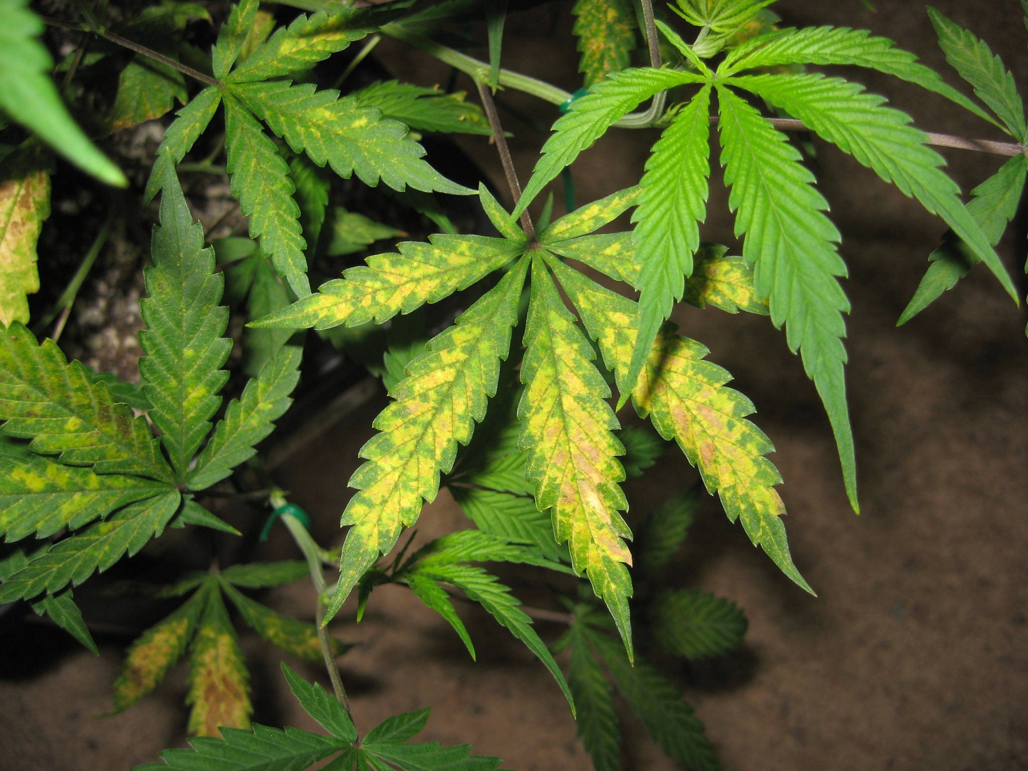 nitrogen-or-sulfur-deficiency-with-pics-cannabis-cultivation