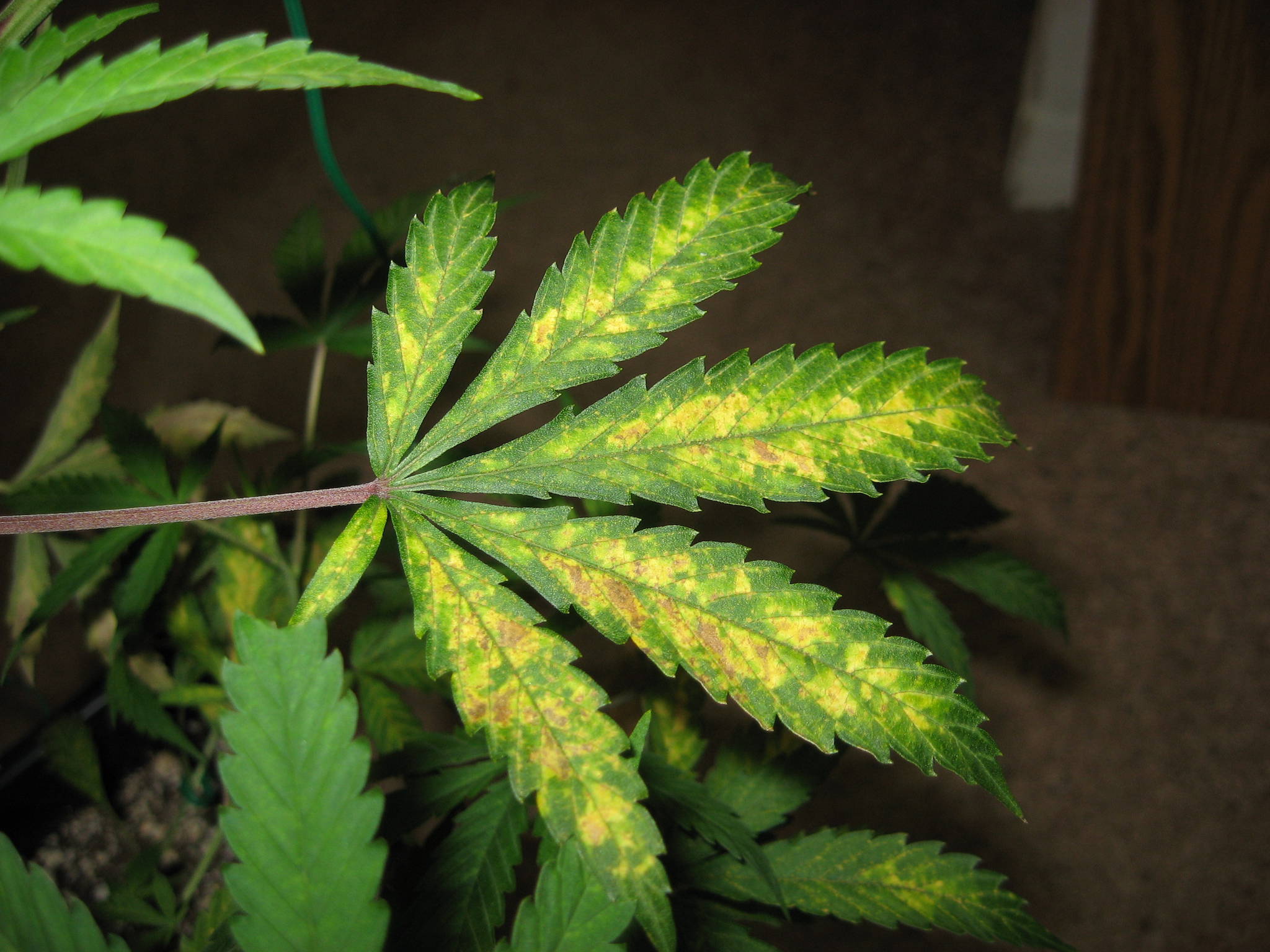 Nitrogen Or Sulfur Deficiency With Pics Cannabis Cultivation 