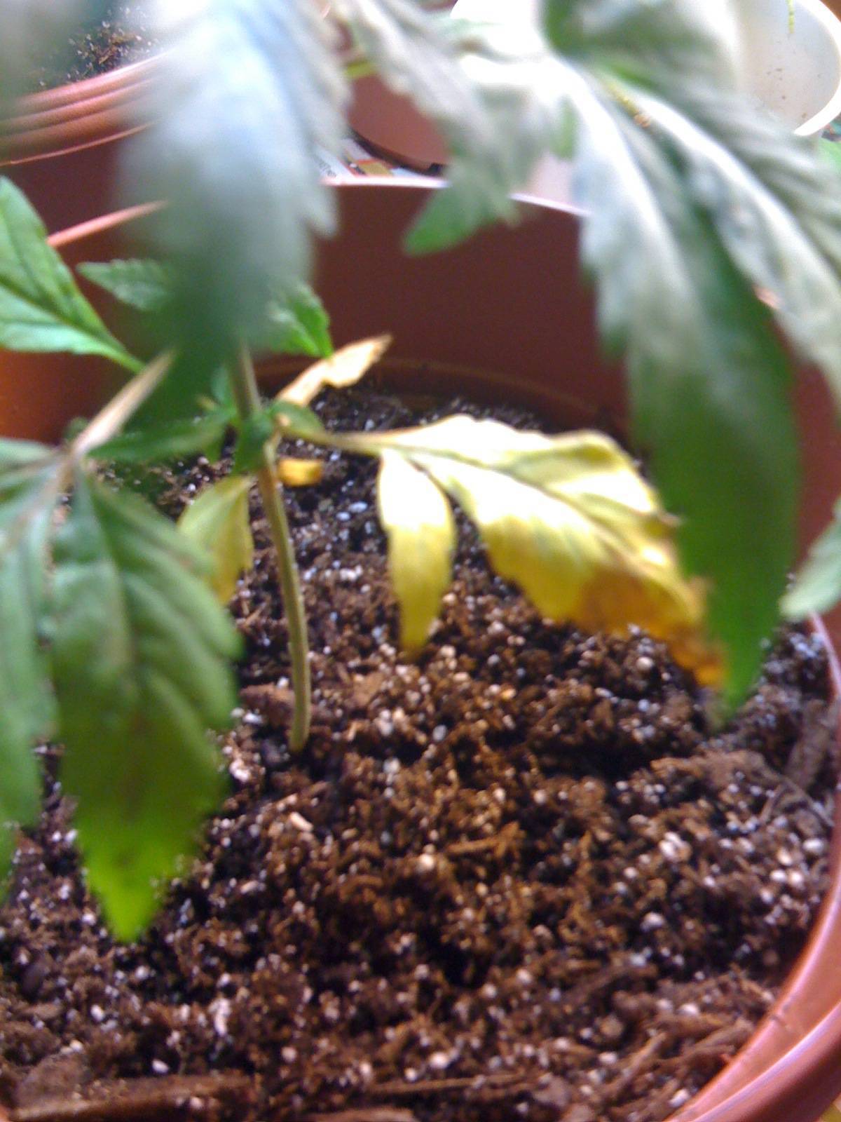 first grow, little bugs in soil and yellow leaves help