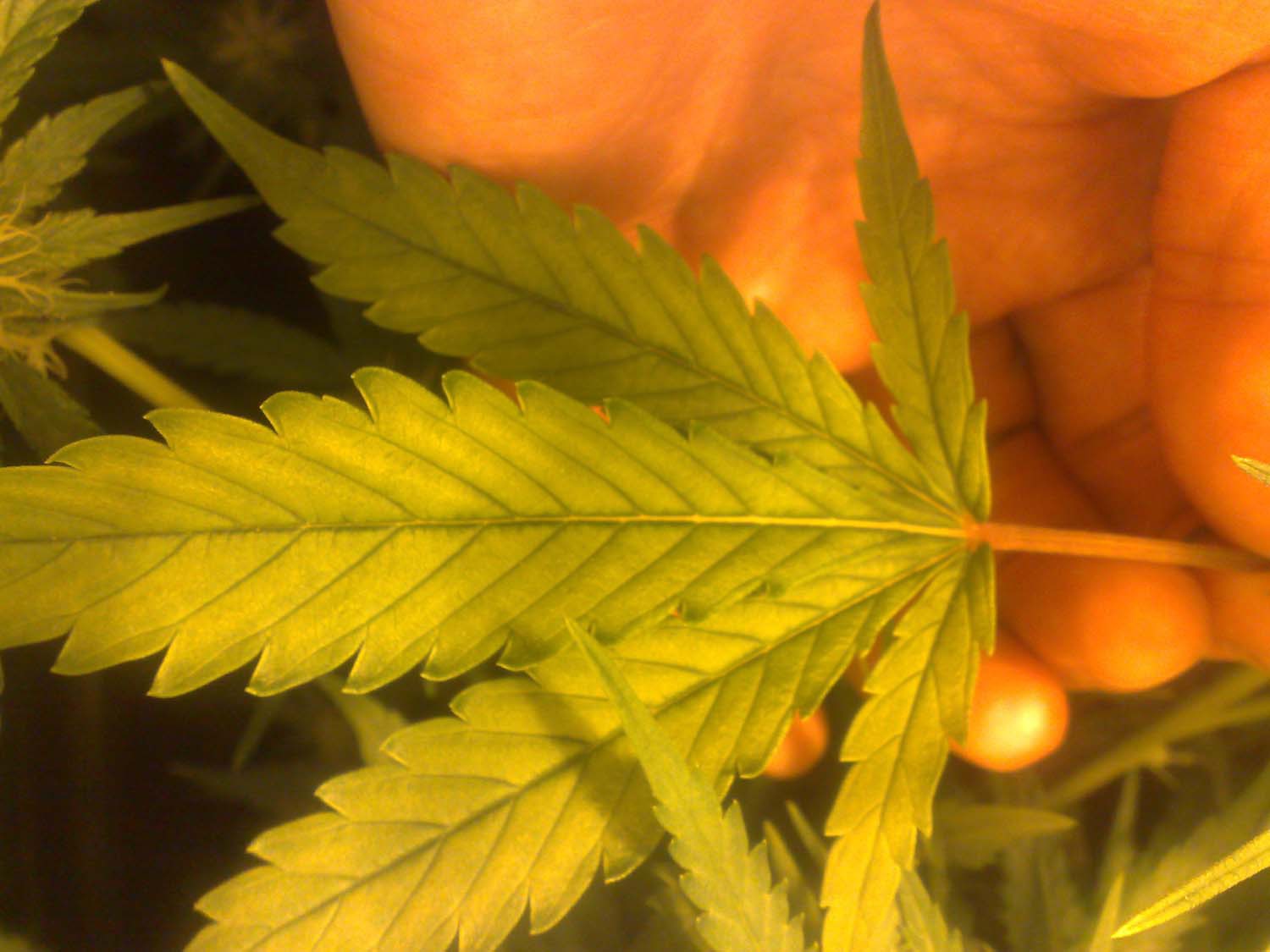 Yellowing of leaves - Cannabis Cultivation - Growery 