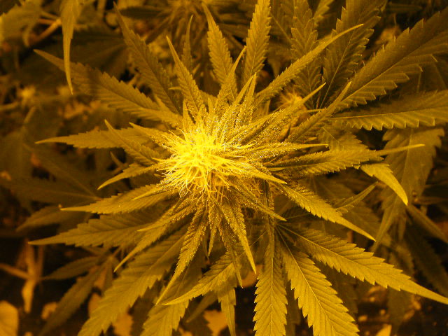 Church and Bagseed Purple macro shots - Cannabis Pictures - Growery ...