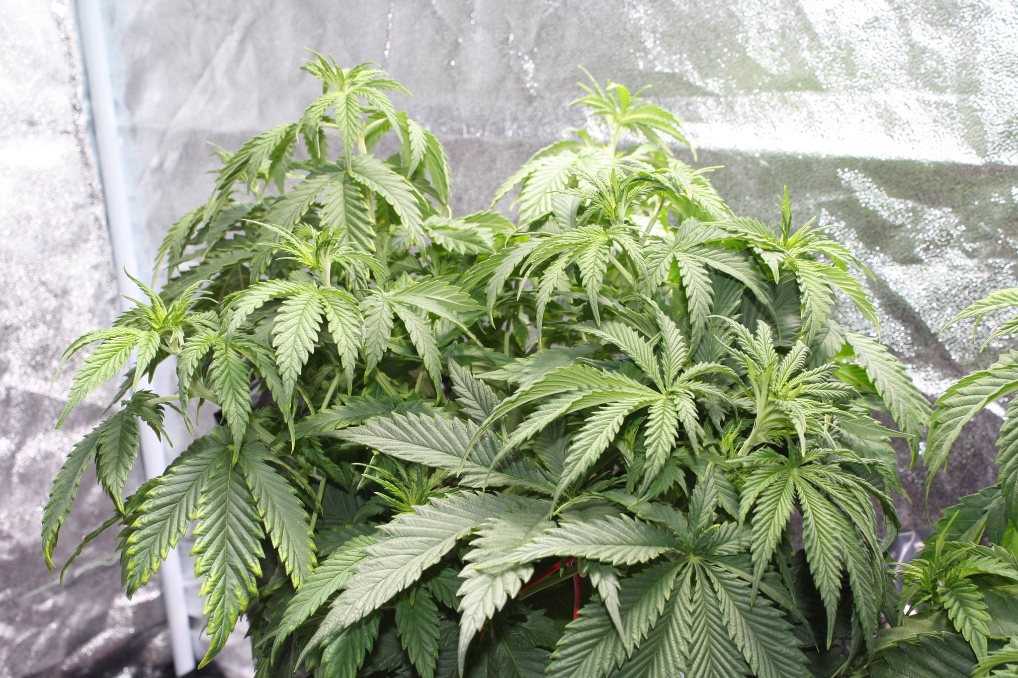 Indoor soil 600w Sour Bubble All males :( - Grow Journals - Growery ...