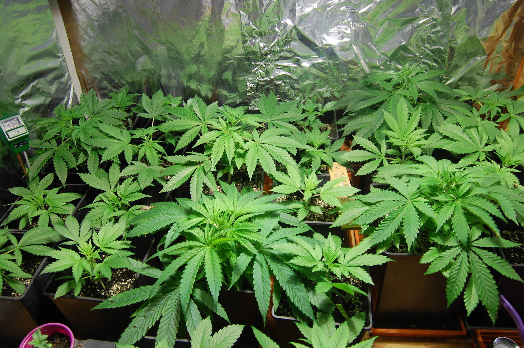 yellow dots on fan leaves - Cannabis Cultivation - Growery Message Board
