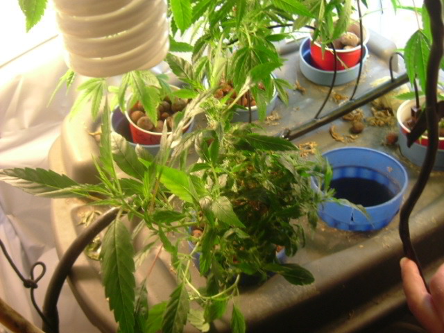 Can't Figure Out The Issue With This Plant! - Cannabis Cultivation 