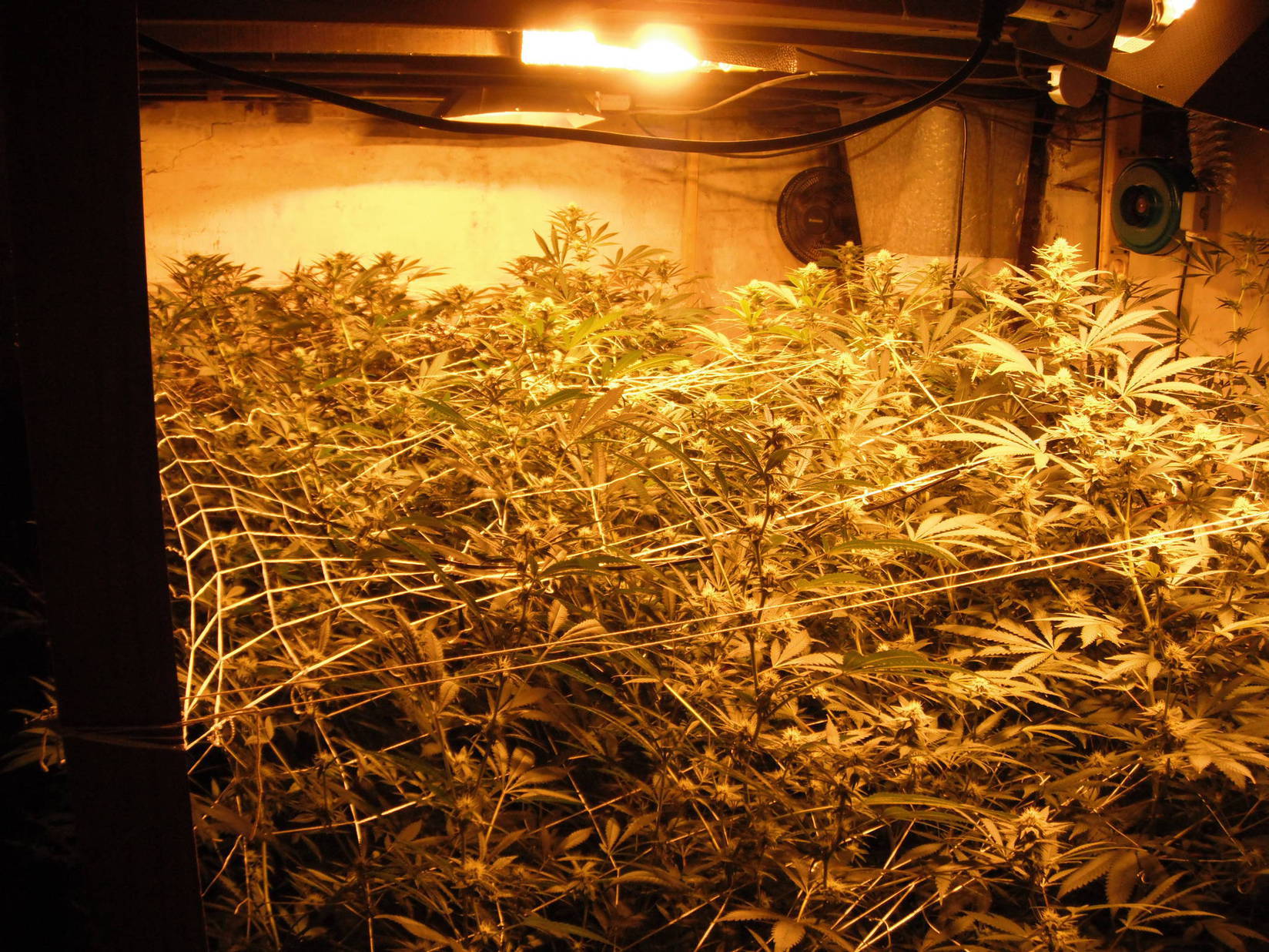 Capp Ebb and Grow - 3rd time's the charm - Cannabis Cultivation ...