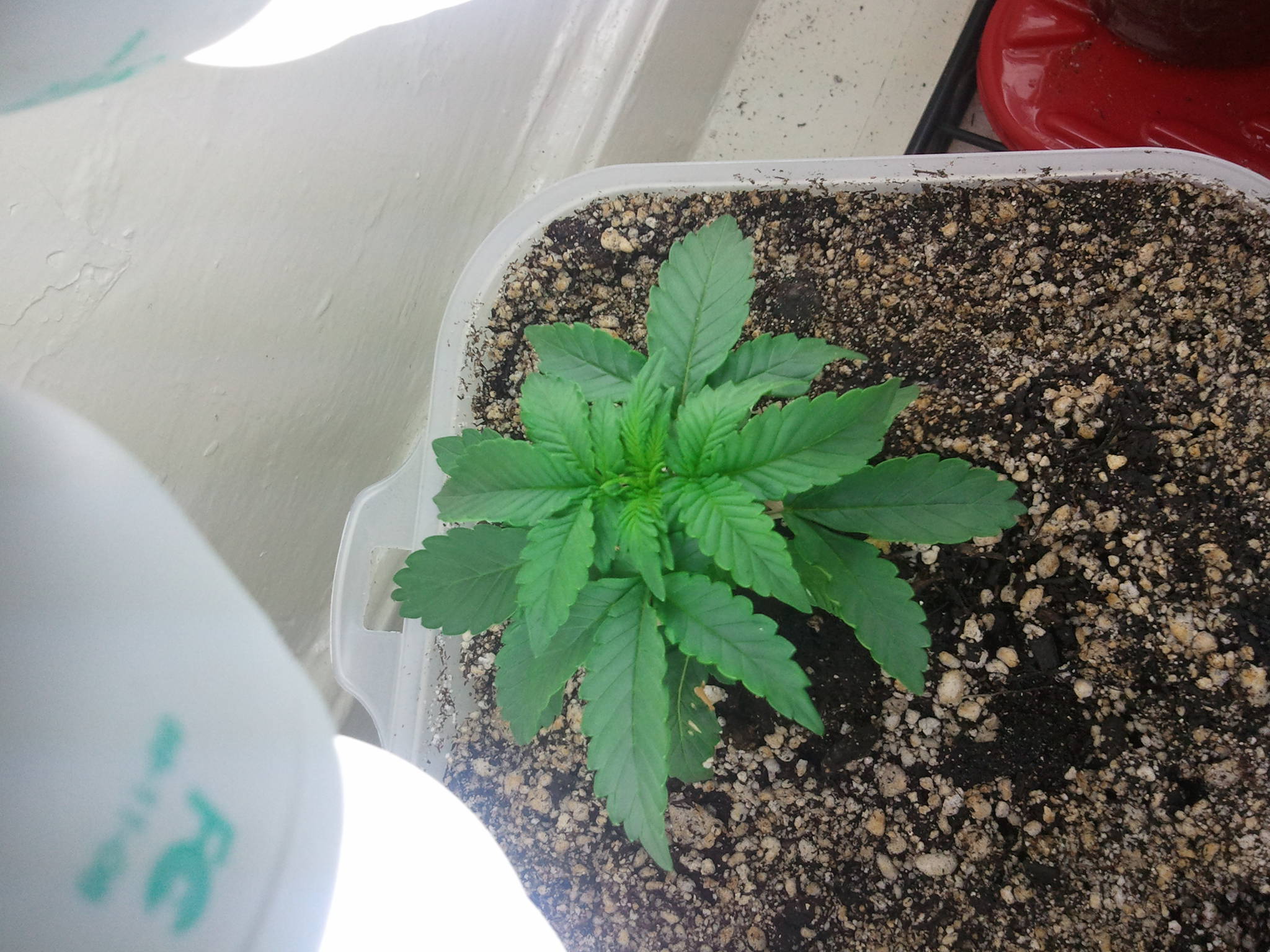First Grow Powerfull Cfls Soil Any Help Will Be Gratly Apreciated