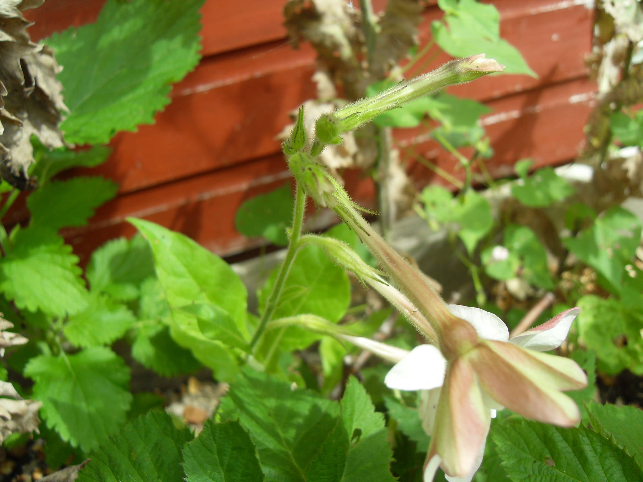 id-help-the-ethnobotanical-garden-shroomery-message-board