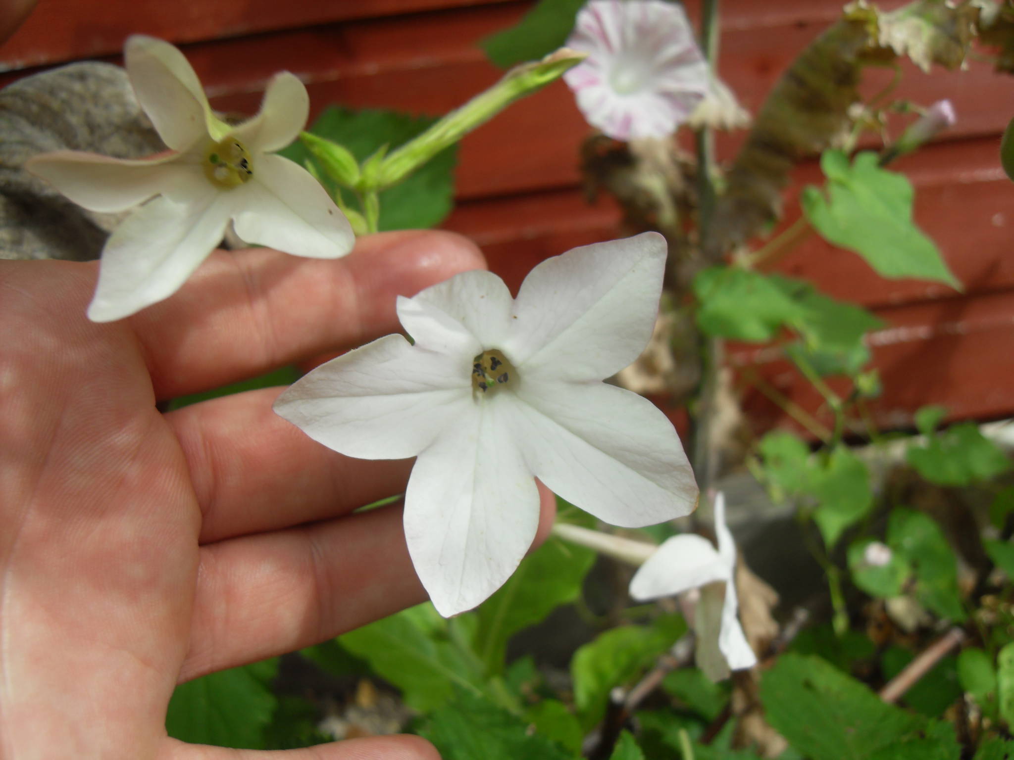 id-help-the-ethnobotanical-garden-shroomery-message-board