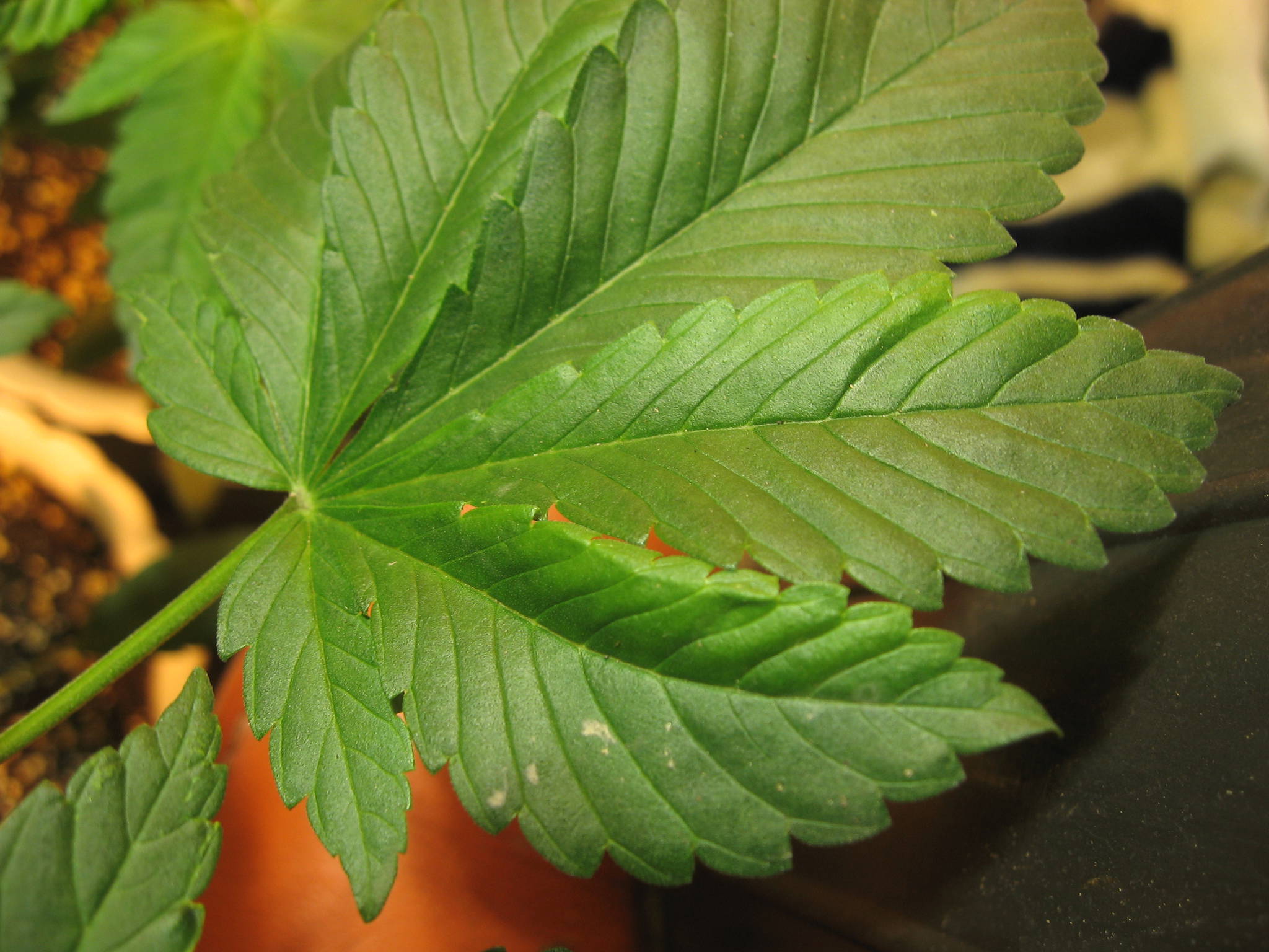 Deformed leaf ! *DELETED* - Cannabis Cultivation - Growery 