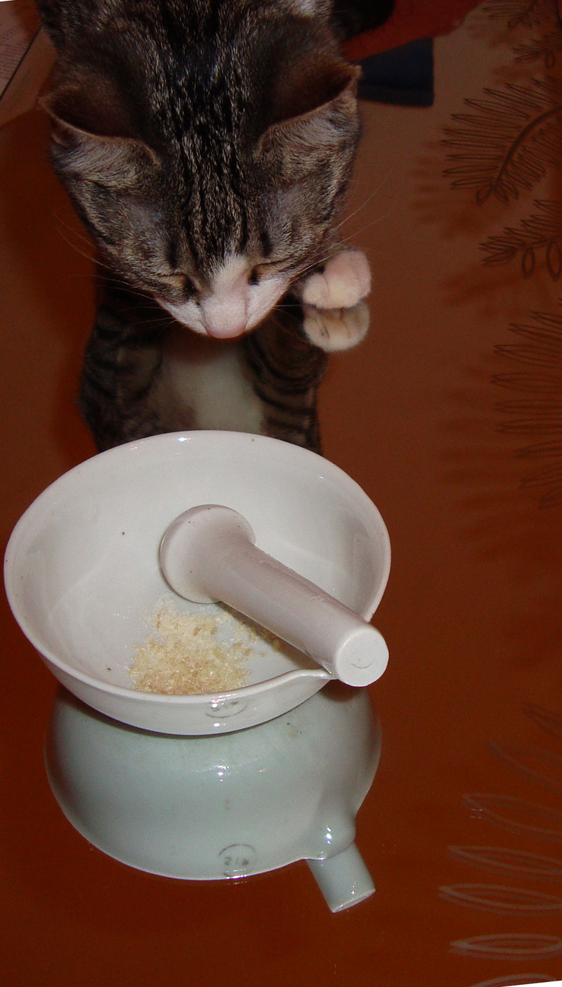 My Cat Has A Serious Drug Problem Please HELP The Pub Shroomery