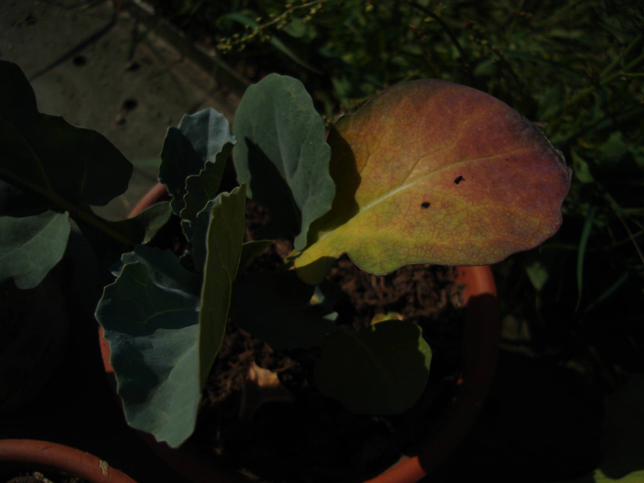 Broccoli is dying on me! Please help Cannabis Cultivation Growery