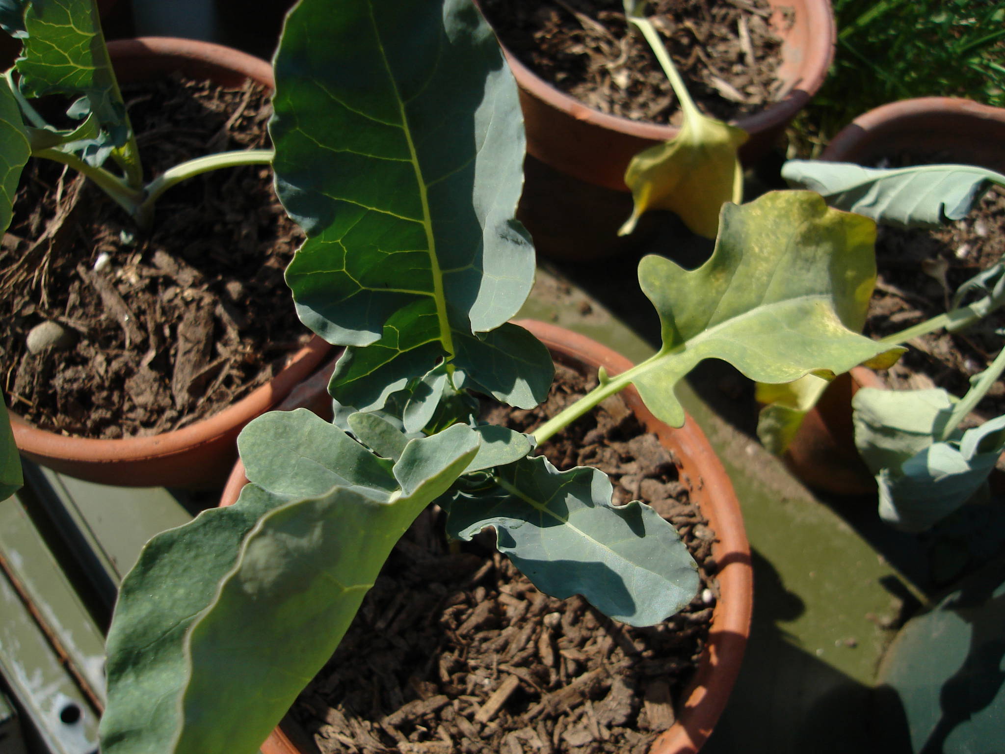 Broccoli is dying on me! Please help Cannabis Cultivation Growery