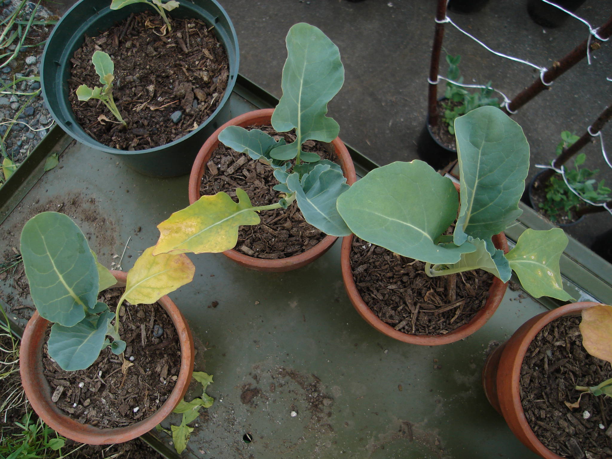 Broccoli is dying on me! Please help Cannabis Cultivation Growery