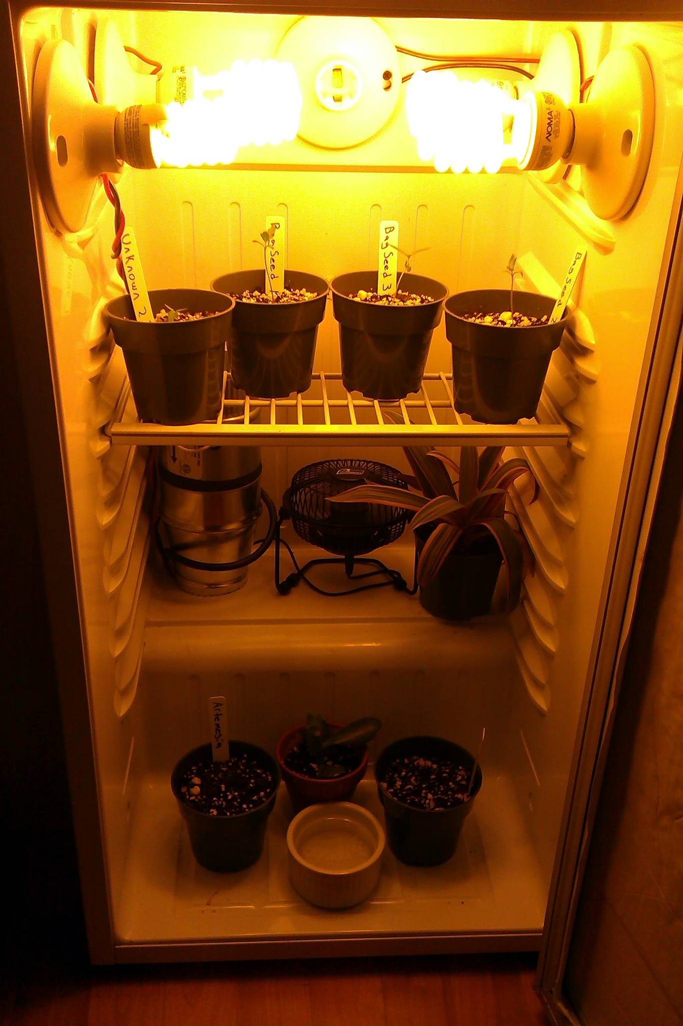 Mini Fridges For The Win Cannabis Cultivation Growery Message