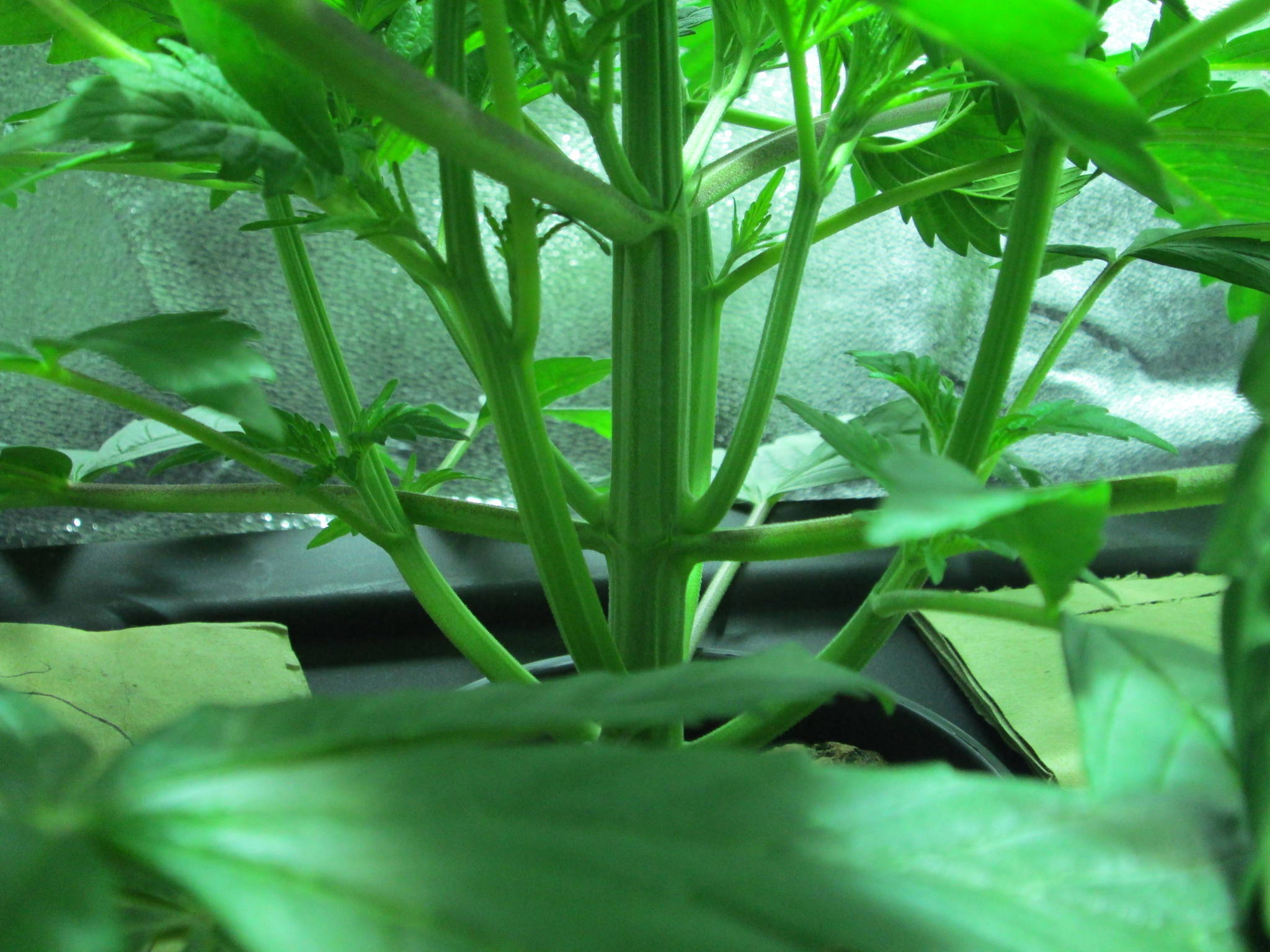 Preflower Identification - Cannabis Cultivation - Growery 