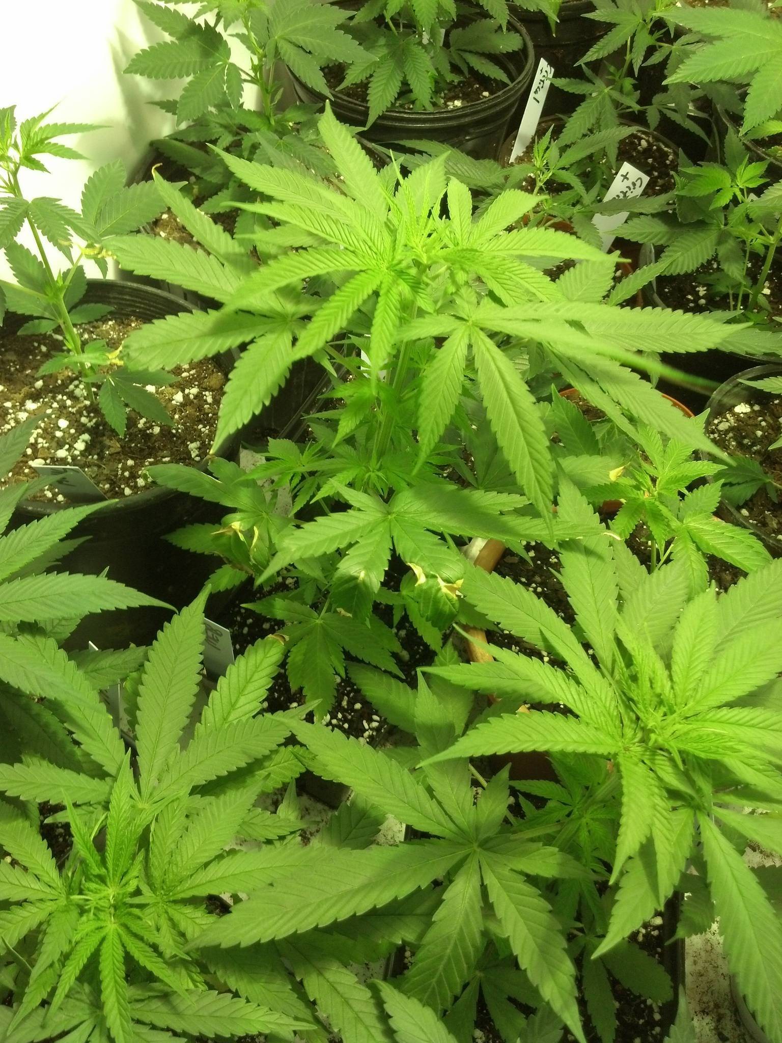 ManEater in FFOF under 1.4kW from Seed to Mother - Grow Journals ...