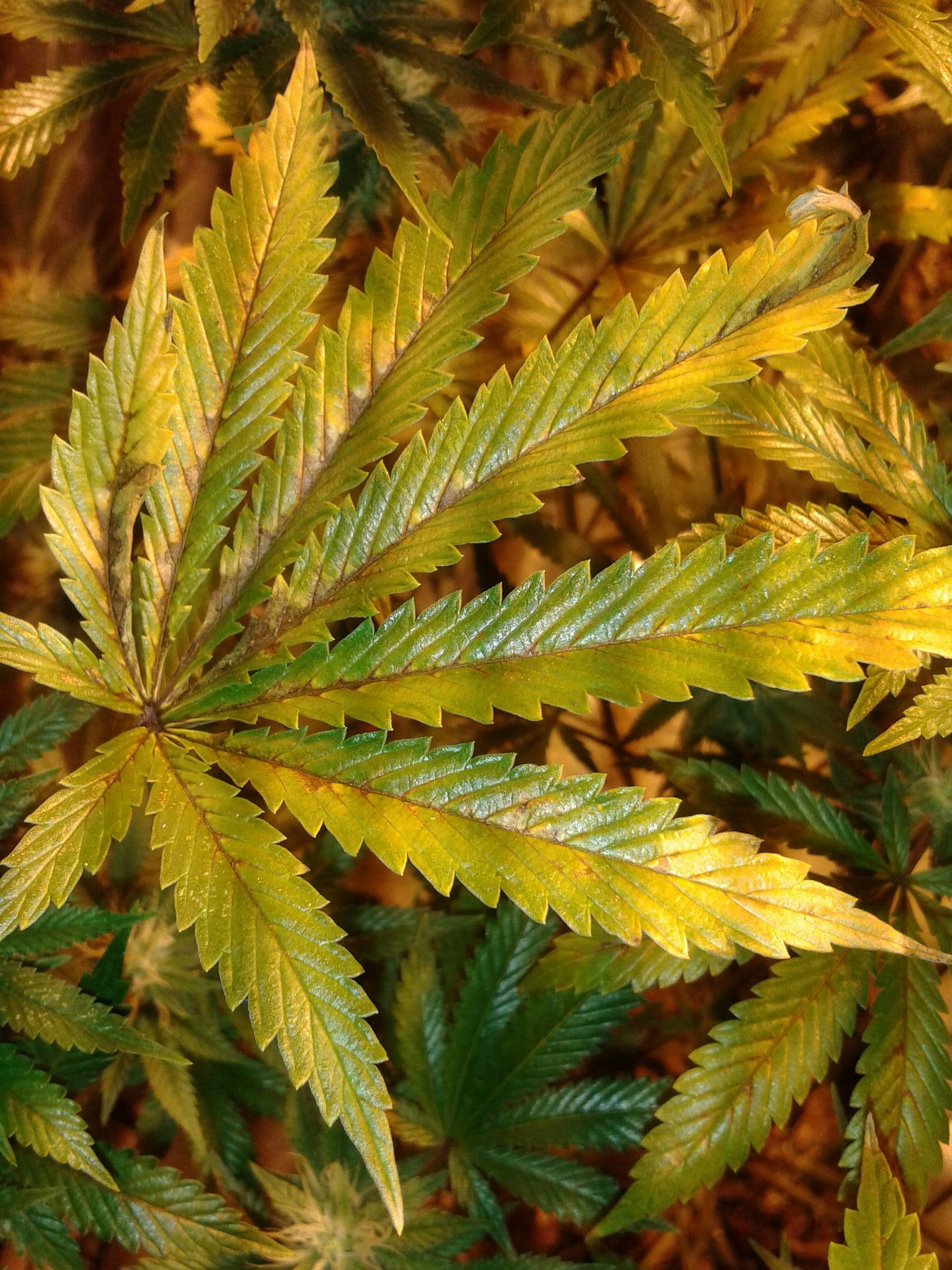 Chemdawg with veins turning brown and tips drying out ...