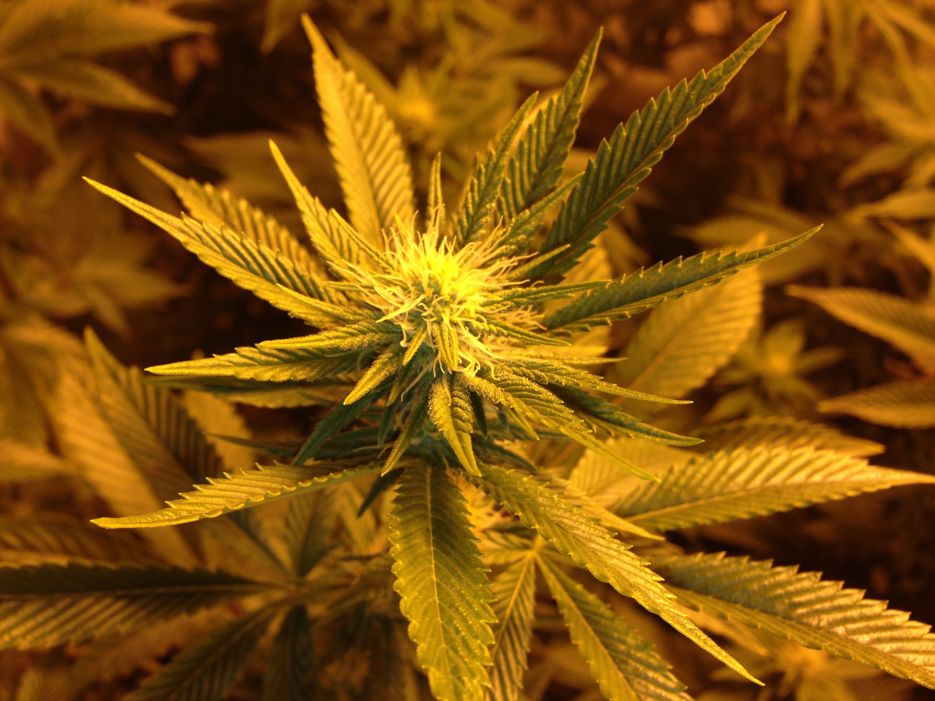 Ballsach's 2014 weedapalooza. - Cannabis Cultivation - Growery Message ...