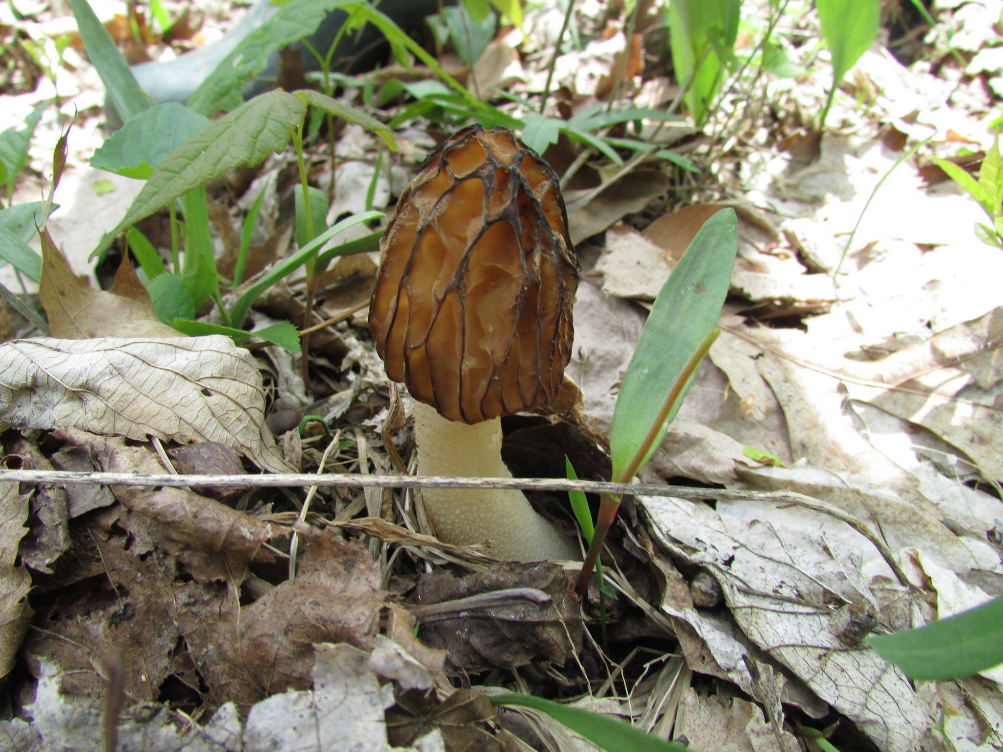 spring in northern illinois Mushroom Hunting and Identification