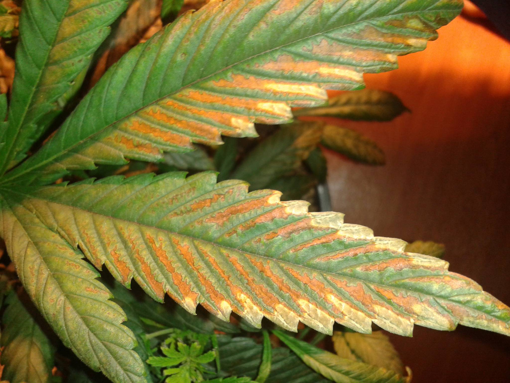 leaves-turning-rusty-tips-curling-downward-cannabis-cultivation