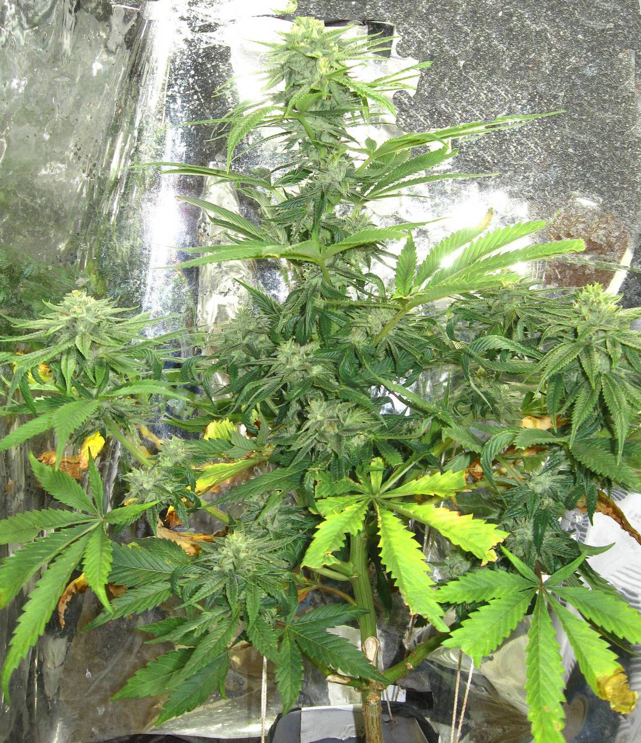 Lee Roy and Phantom Cookies - Cannabis Pictures - Growery ...