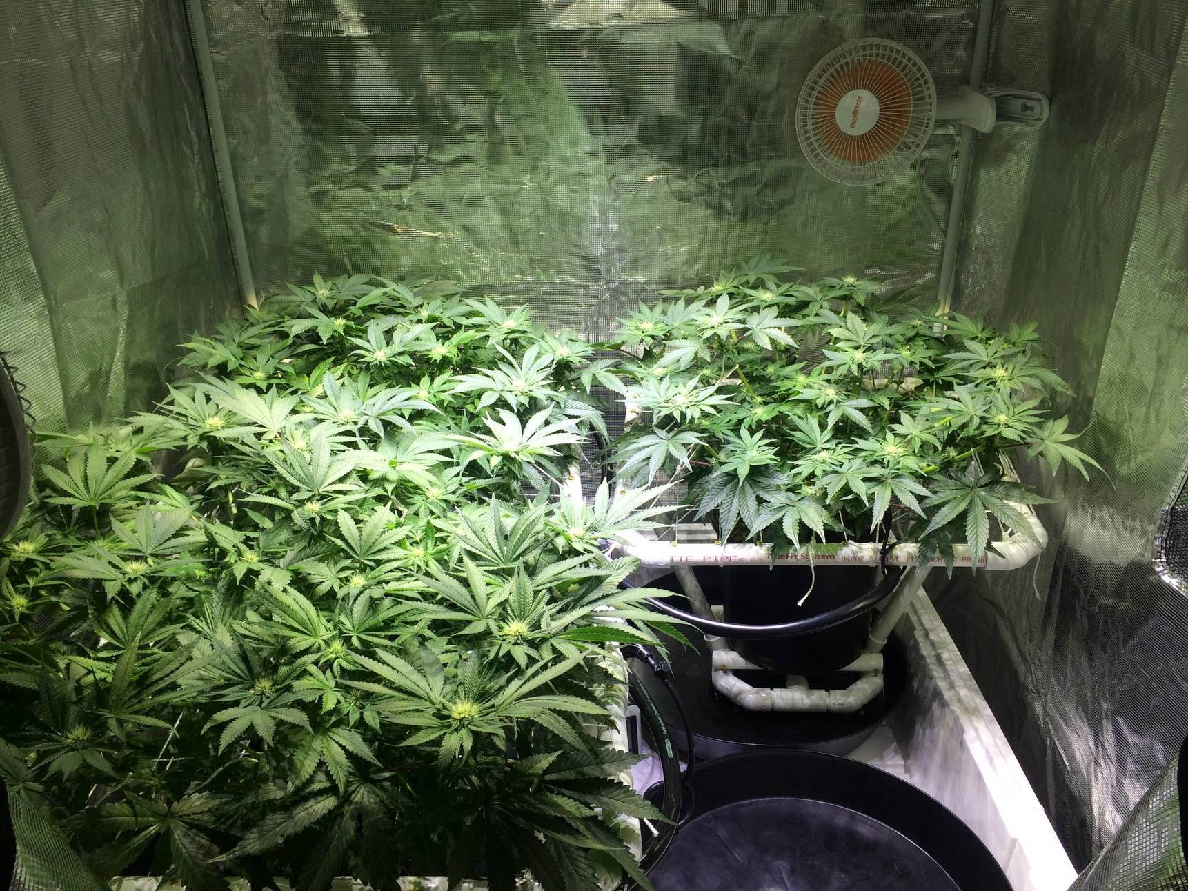 First grow. About 2 months in. Have also posted on another site. Two ...