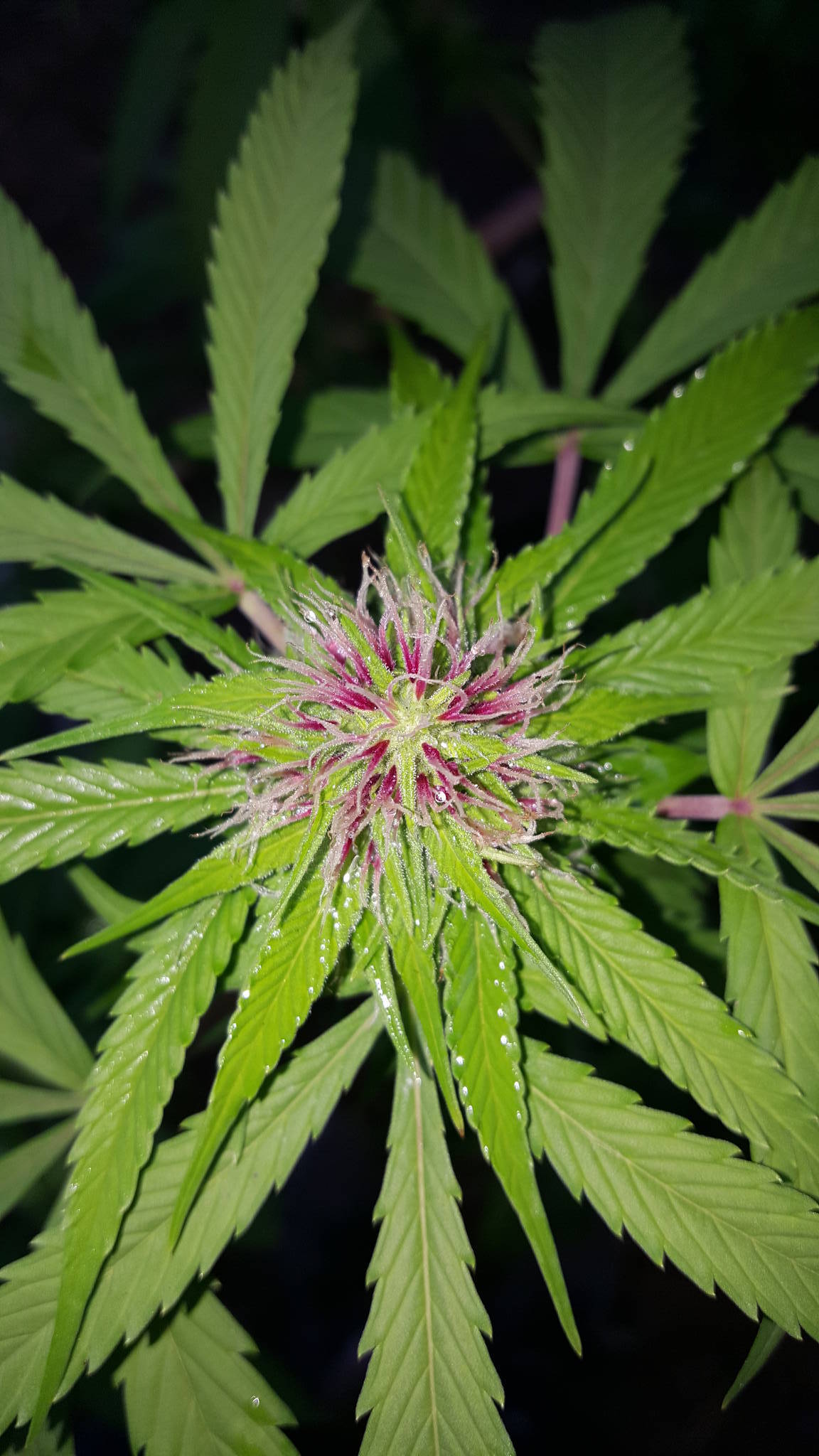 Possible strains???? Bright red almost hot pink pistils in blistering ...