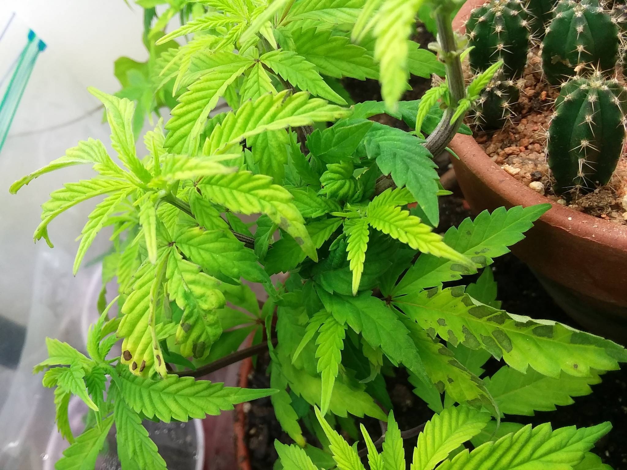 Im growing reggie! (Update 5/17/19) [how to i prune flowers ...