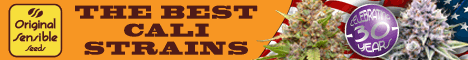 Cannabis Seeds - Original Sensible Seeds Cannabis Seeds - Original Sensible Seeds