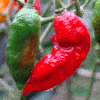 :spice: